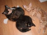 Cats Domestic